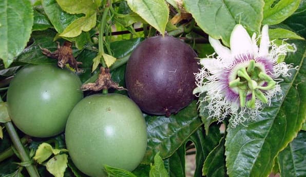 Cách trồng cây chanh dây đúng cách