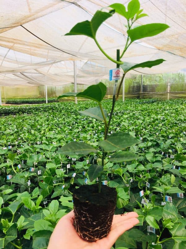 Cung cấp giống cây chanh dây