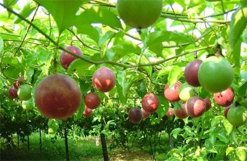 Kĩ thuật phục hồi cây chanh dây sau thu hoạch
